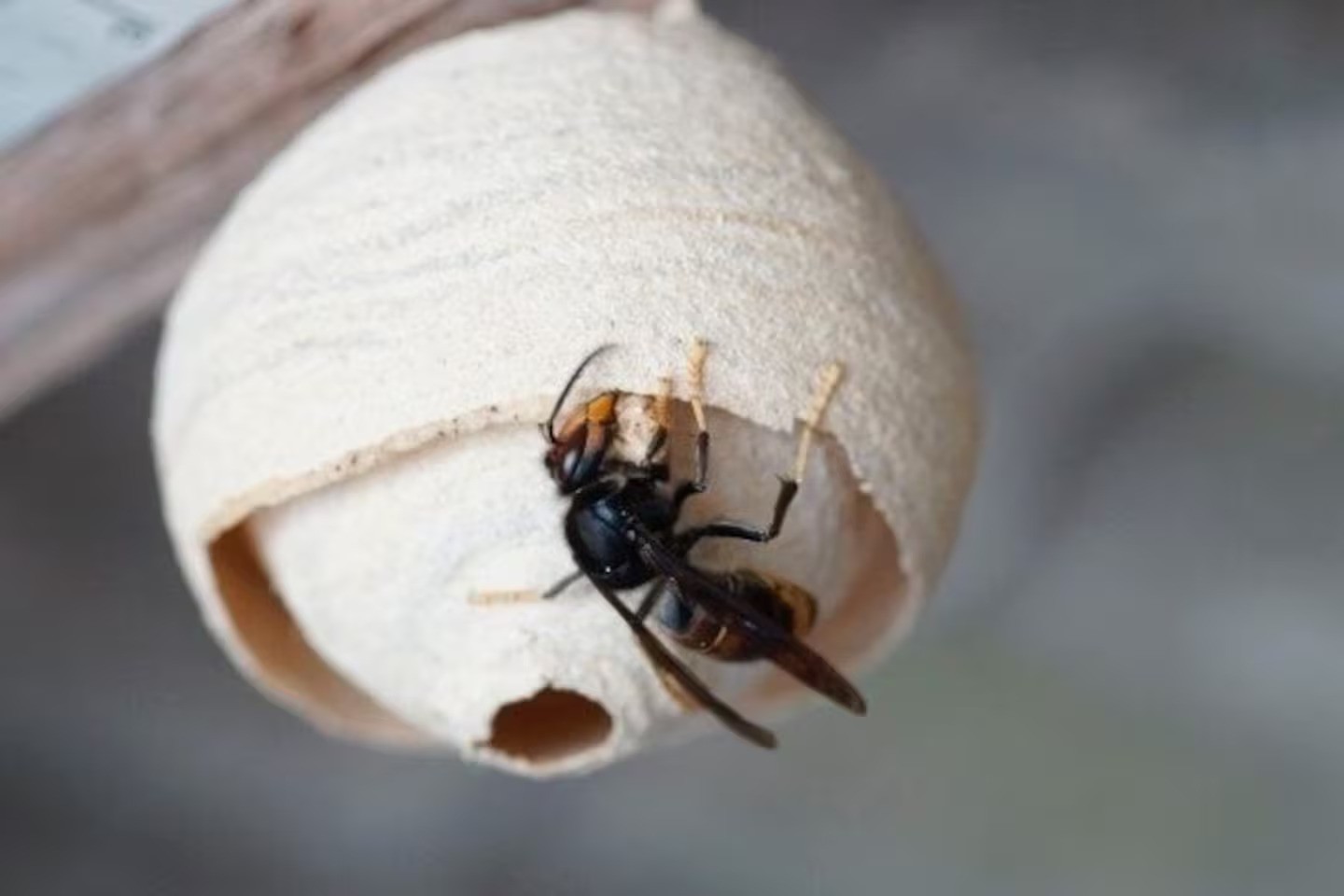 Yellow-legged hornet watch zone more than doubles on North Shore, extends across bridge