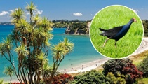 Auckland park ranger accused of 'cruel' attack on pūkeko in front of families