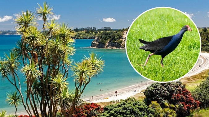 A mother says she and her children saw a council worker "striking and injuring" pūkeko in Shakespear Regional Park, on the Whangaparāoa Peninsula. Photo / Getty Images