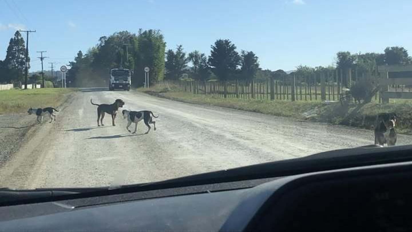 The dogs, pictured here on settlement road in Kaiwaka, on the road the day they attacked two people. Photo / Nathan Pilkington