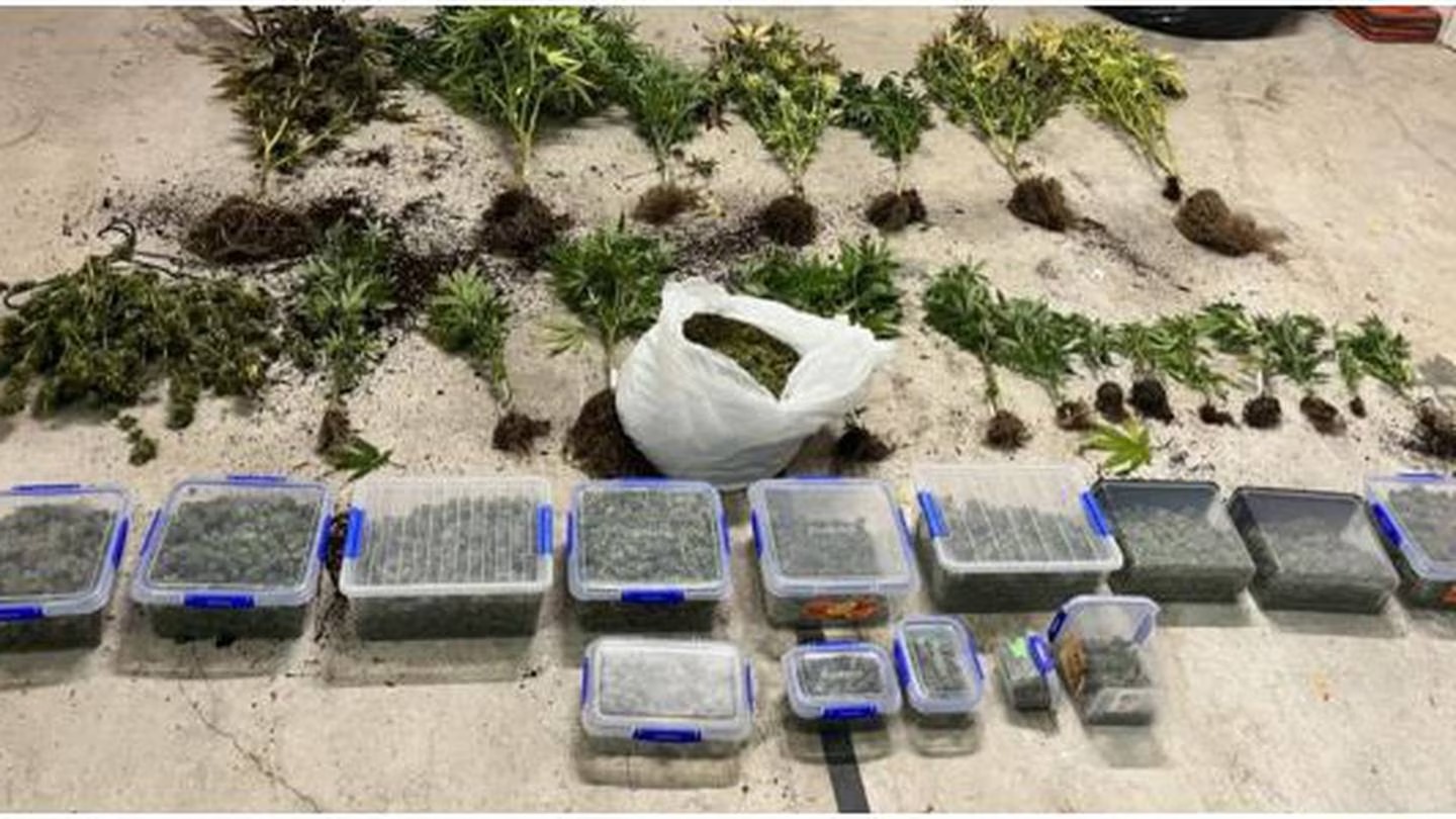 Twenty cannabis plants seized by Alexandra police, along with an estimated $50,000 of dried cannabis bud. Photo / NZ Police