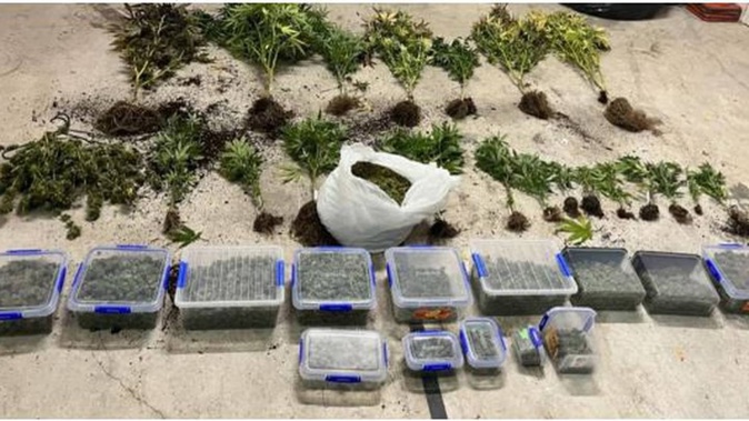 Twenty cannabis plants seized by Alexandra police, along with an estimated $50,000 of dried cannabis bud. Photo / NZ Police