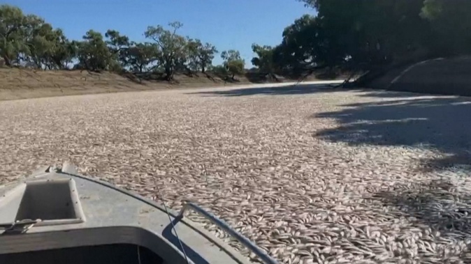 The river in Menindee filled with dead fish. Graeme McCrabb/Australian Broadcasting Corporation