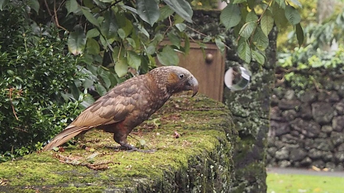 'It feels like they're moving in': Rare kākā sightings in central Auckland show birdlife rebounding