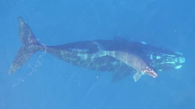 A southern right whale, or tohorā, and its calf. Photo / University of Auckland Tohorā Research Team