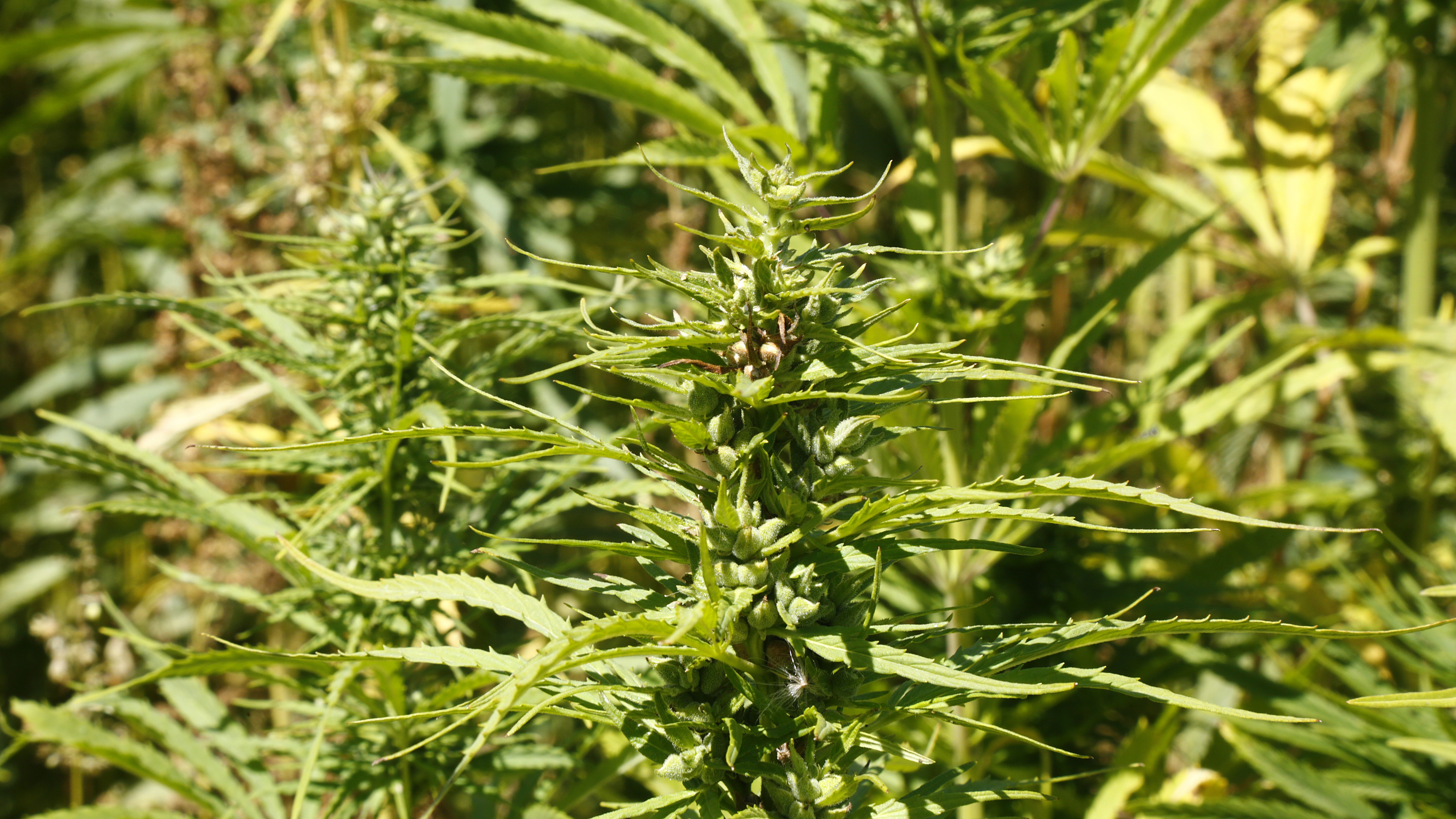 Hemp industry looks at next steps after Govt loosens restrictions 