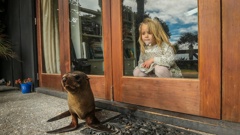 Three-year-old Meila Trafford checks out the baby seal which has taken up residence on the doorstep of the family's home in Te Awanga. (Photo / Paul Taylor)