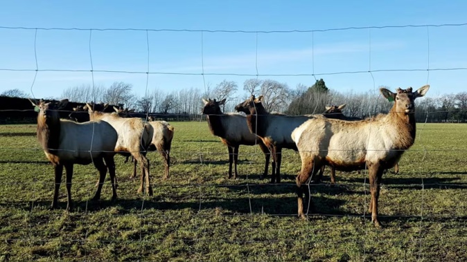 Wapiti deer - or elk. Photo / RNZ, Cosmo Kentish-Barnes
