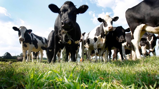 Dairy export revenue is expected to grow by six per cent. Photo / NZME
