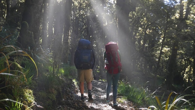 God rays in the goblin forests on the Paparoa Track. Photo / Thomas Bywater