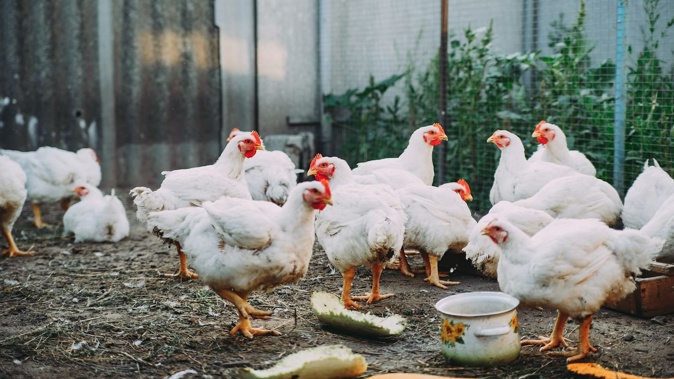 The UK chief veterinary officer says there is a 'growing number of avian flu cases in birds on both commercial farms and in backyard flocks across the country'. Photo / 123RF