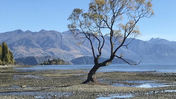 The famous Wanaka Tree has been left on dry land as the lake nears its lowest level in 30 years. Photo / Linda Robertson