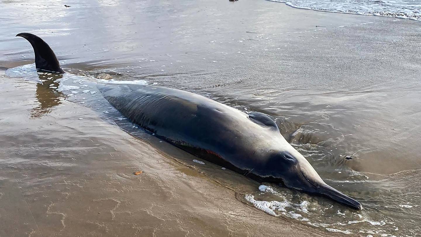 A rare Beaked whale washed up on Red Beach on Saturday morning. Photo / Melissa Maher