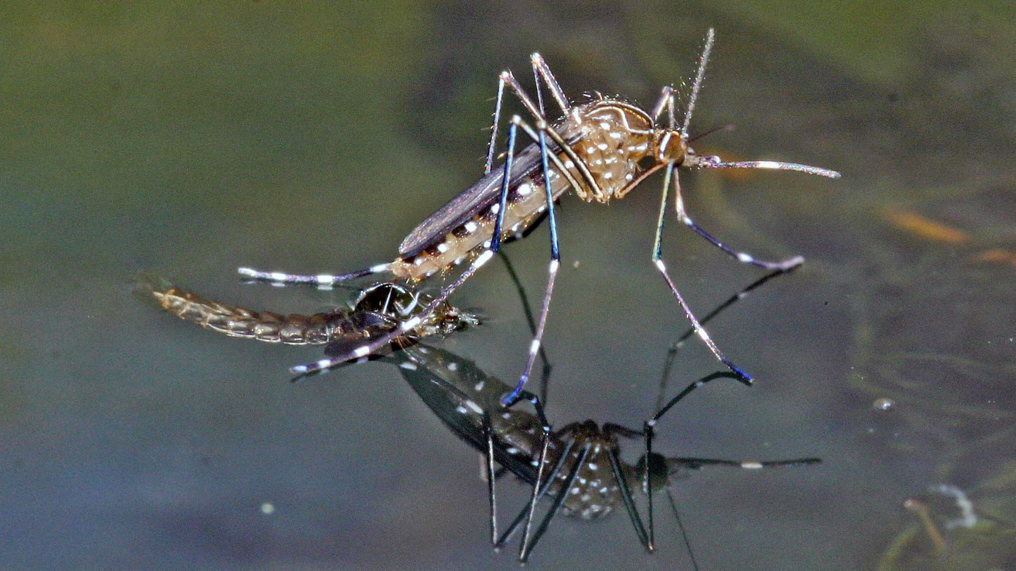 Ruud Kleinpaste: Mozzies in the hood