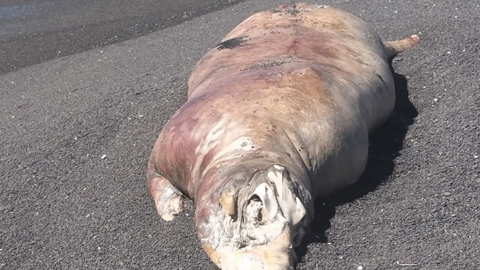 The large animal washed ashore at the high-tide mark, north of the Westshore Beach reserve. Photo / Supplied