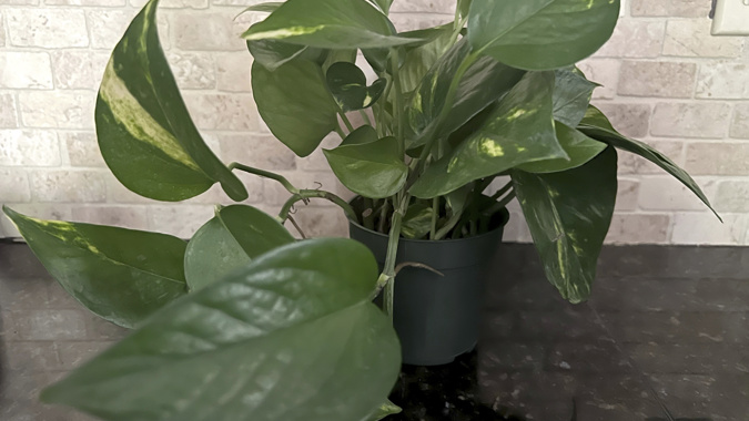 Pretty but toxic: Watch toddlers around these houseplants