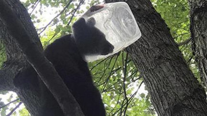 A bear cub with a plastic container stuck on its head, in Harwinton, Connecticut. Photo / AP