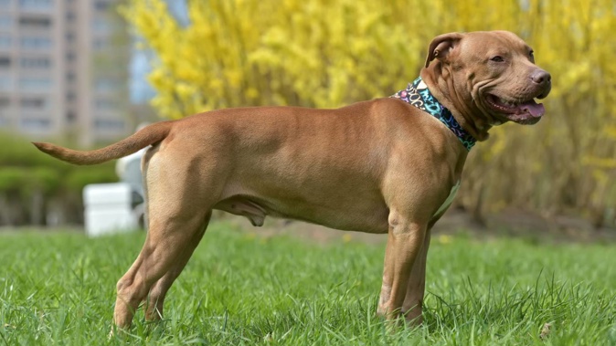 A tan pitbull attacked a woman, leaving her with life-long facial injuries. (Photo / 123rf)