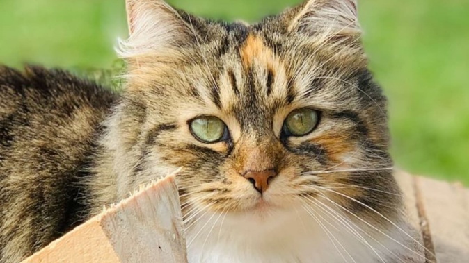 Willow, Alexia Welsh's pet cat who turned up dead 26km away. Photo / Alexia Welsh