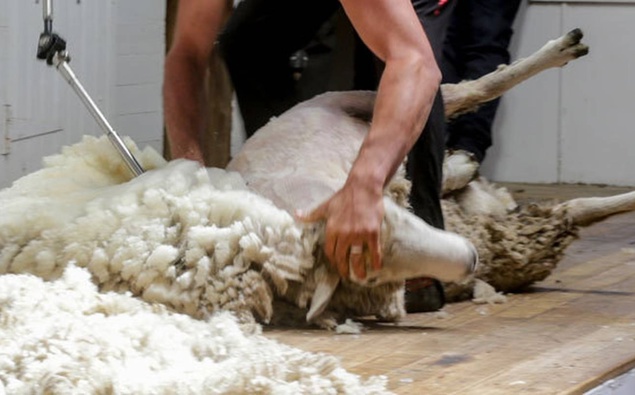 2023 World Shearing Champs kick off in Scotland today