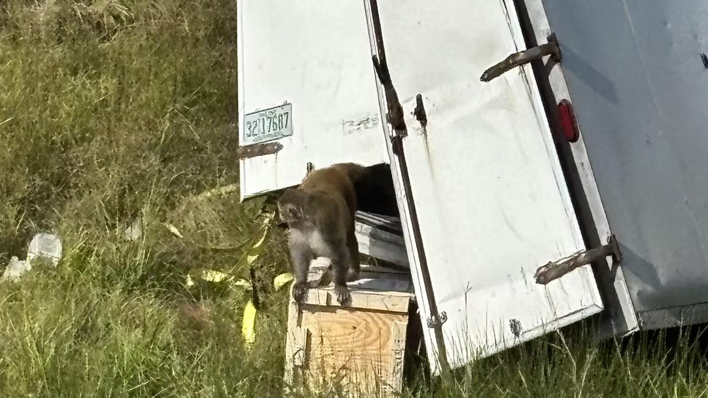 Several research monkeys escaped an overturned truck in Mississippi today, with one still on the loose. Photo / Jasper County Sheriff's Department