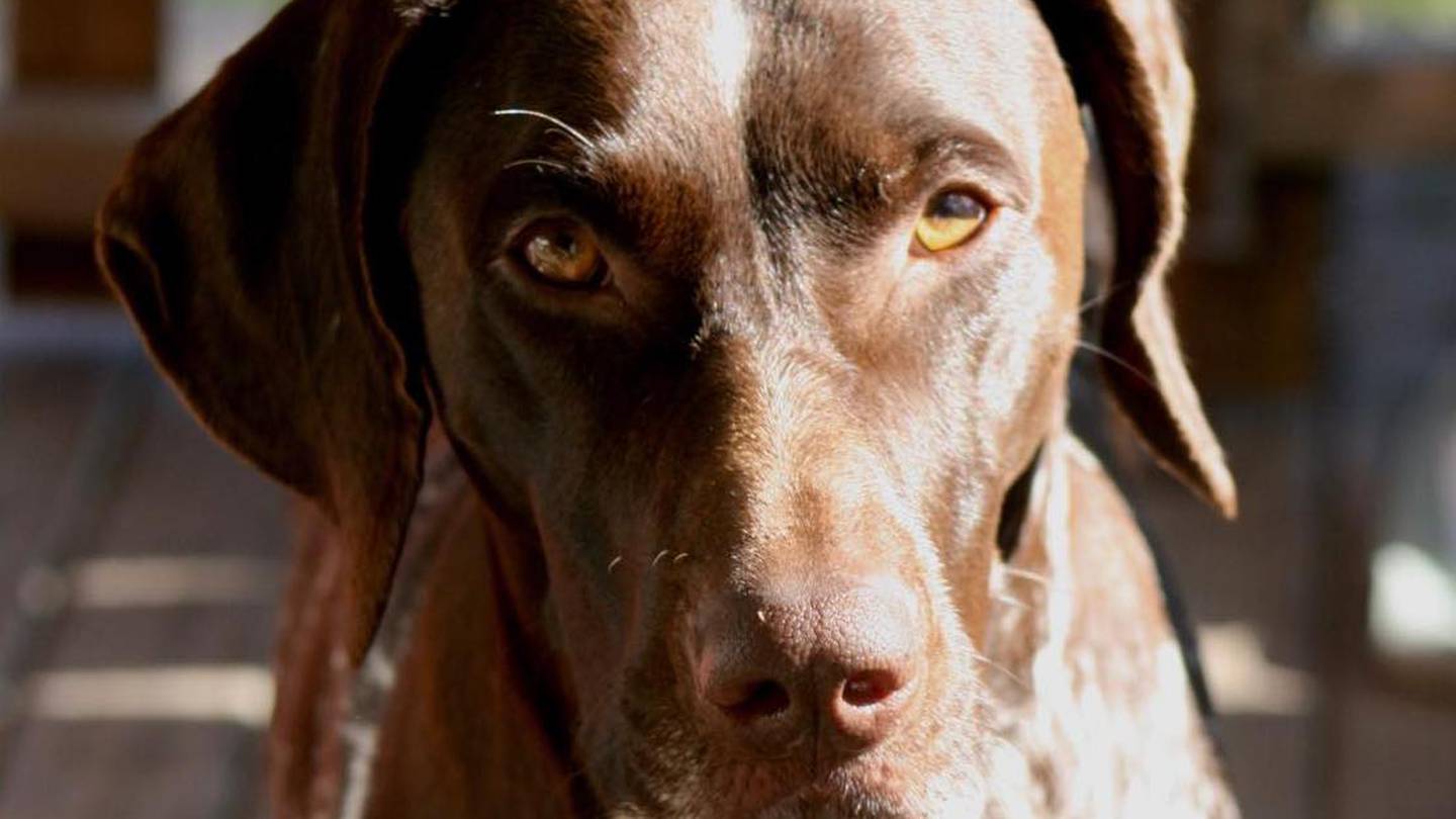 Sam Duncan says his family is hurting after armed police came to take Ziggy away. Photo / Supplied