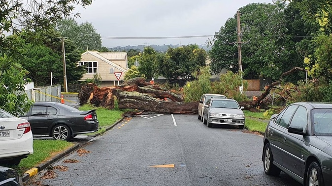 A 100-year-old tree falls over power lines on the intersection of Ahiriri Ave and St Georges Rd in Avondale, Auckland. Photo / Robert Jeromson