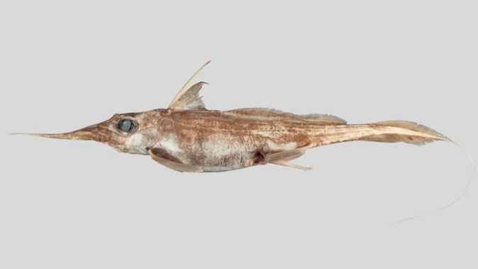 Scientists have found a new ghost shark, named the Australasian narrow-nosed spookfish, that lives exclusively in the deep waters of Australia and New Zealand. Photo / Niwa