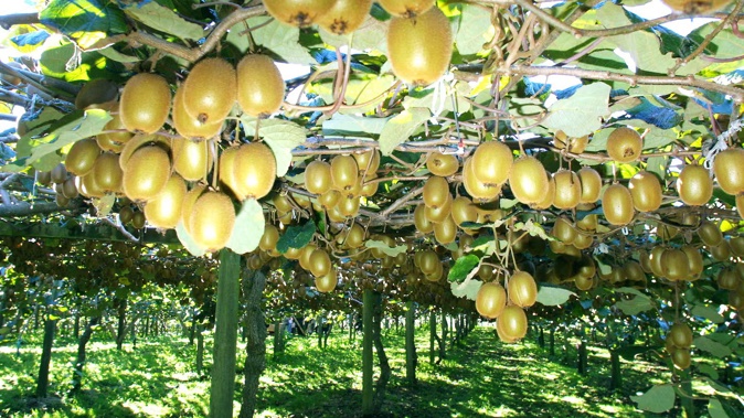 The seasonal workers injured in Monday's crash were kiwifruit vine pruners in the Western Bay of Plenty. File photo