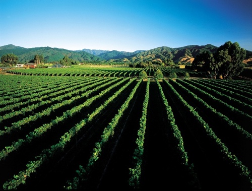 Vineyard . Photo / MTC