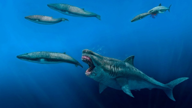 This illustration depicts a 52-foot Otodus megalodon shark predating on a 26-foot Balaenoptera whale in the Pliocene epoch, between 5.4 to 2.4 million years ago. J. J. Giraldo/AP