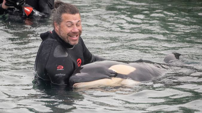 Justin Stretch cradles the orca pup at the Plimmerton boat ramp in Porirua. (Photo / Mark Mitchell)