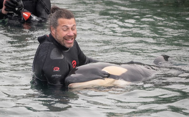 Justin Stretch cradles the orca pup at the Plimmerton boat ramp in Porirua. (Photo / Mark Mitchell)
