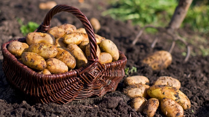 Potatoes are among some of the edible crops you can grow on Labour Weekend. (Photo / Getty Images)