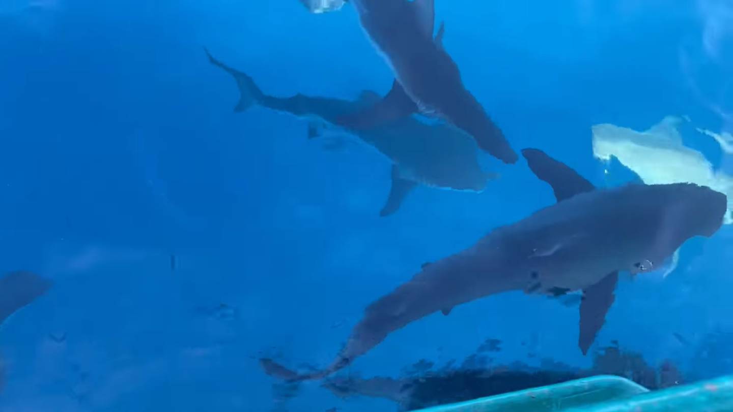 A large number of bronze whaler sharks were spotted off the coast of Cape Kidnappers. It is not unusual to see the species in Hawke's Bay waters, but sightings in large groups are less common. Photo / Mike Terry