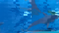 A large number of bronze whaler sharks were spotted off the coast of Cape Kidnappers. It is not unusual to see the species in Hawke's Bay waters, but sightings in large groups are less common. Photo / Mike Terry