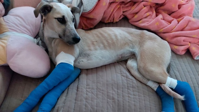 Taz the dog was allegedly dragged behind a vehicle.
