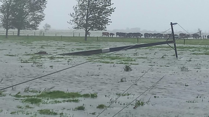 Damage to power poles and lines in Ruawai is extensive, as seen in this photo taken at a dairy farm on Smith Canal Rd off State Highway 12 in Ruawai. Photo / Northpower