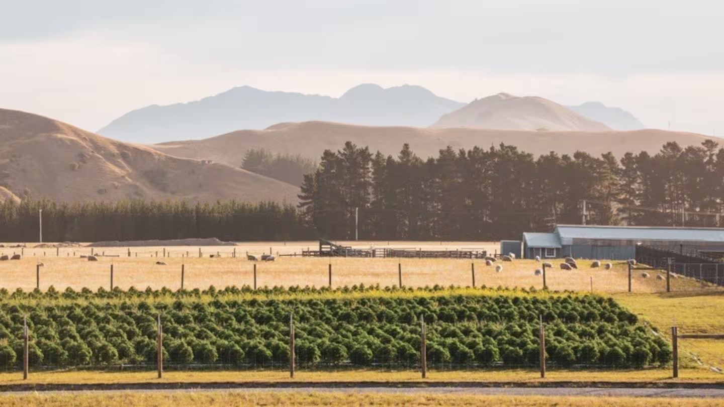 Puro is one of New Zealand's first commercial medicinal cannabis farms.