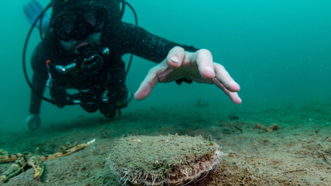 A recreational diver reaches for a scallop in Whangarei Harbour. Photo / Crispin Middleton, Niwa