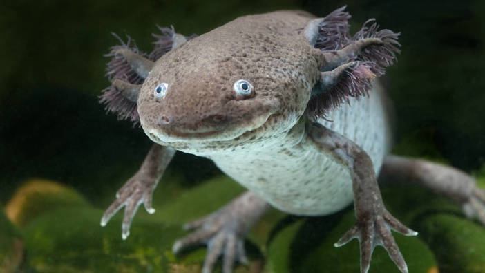 The axolotl has a slimy tail, plumage-like gills and mouth that curls into an odd smile. (Photo / Thinkstock)