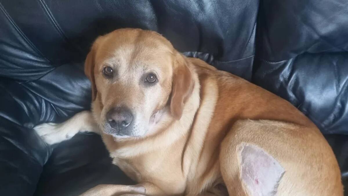 Labrador attacked by dogs on Palmerston North walking track