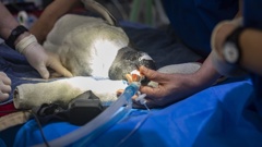 Melody the gentoo penguin had a cataract removed from her eye in July this year. Photo / Shanel Hall