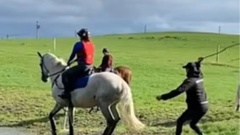 Video footage, which is believed to be two years old and has now resurfaced on social media, allegedly shows Sir Mark Todd repeatedly smacking a horse with a stick. Photo / Tik Tok.