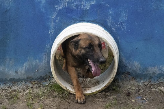 A dog walks through an opening at a Colombian Army training facility for military working dogs to serve alongside troops in various capacities, in Bogota, Colombia, Wednesday, June 21, 2023. (AP Photo/Ivan Valencia)