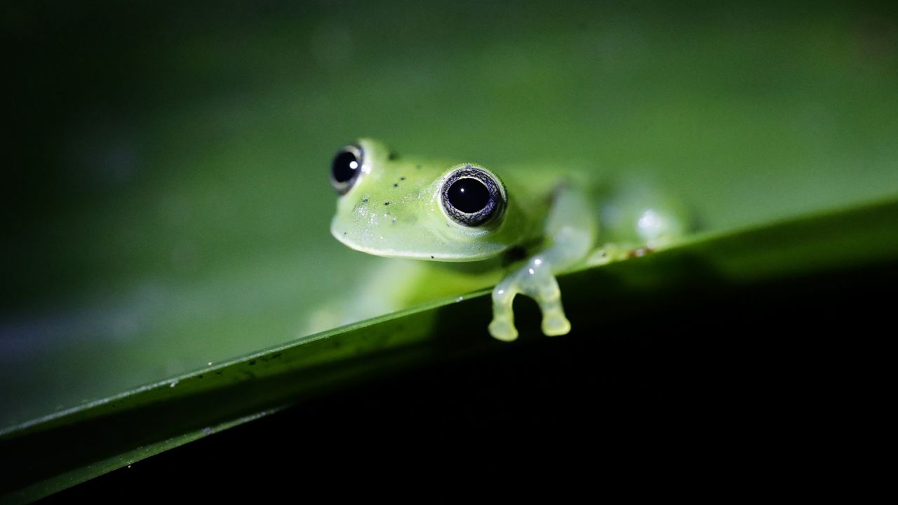 Amphibians, such as this emerald glass frog in Panama, are seeing high levels of population declines, according to a new study.