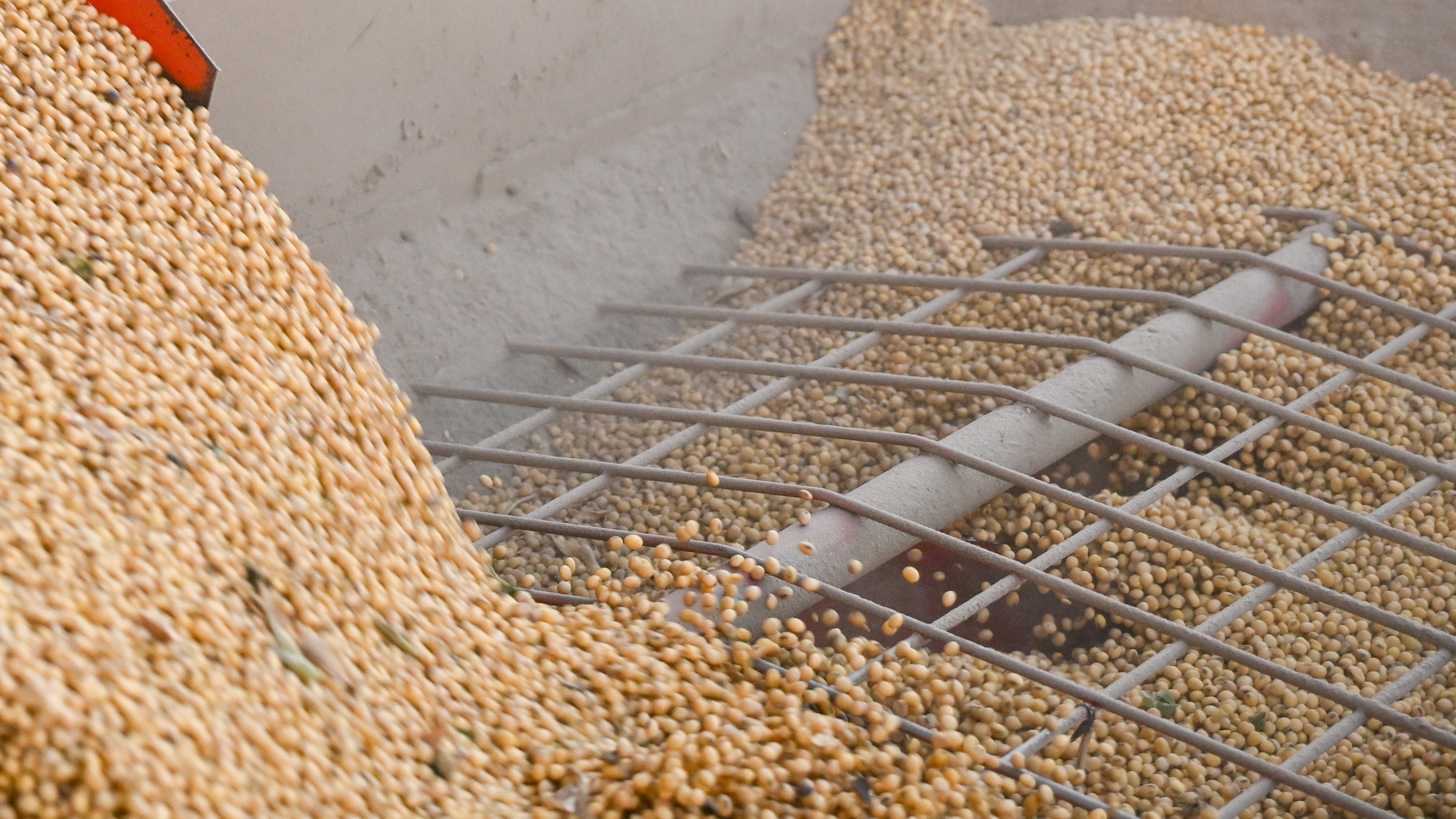 Soybeans are moved from a grain cart into a grain bin during a harvest at a farm in Trenton, Missouri, US, on Thursday, Oct. 9, 2025.  Photo / Clayton Steward/Bloomberg via Getty Images
