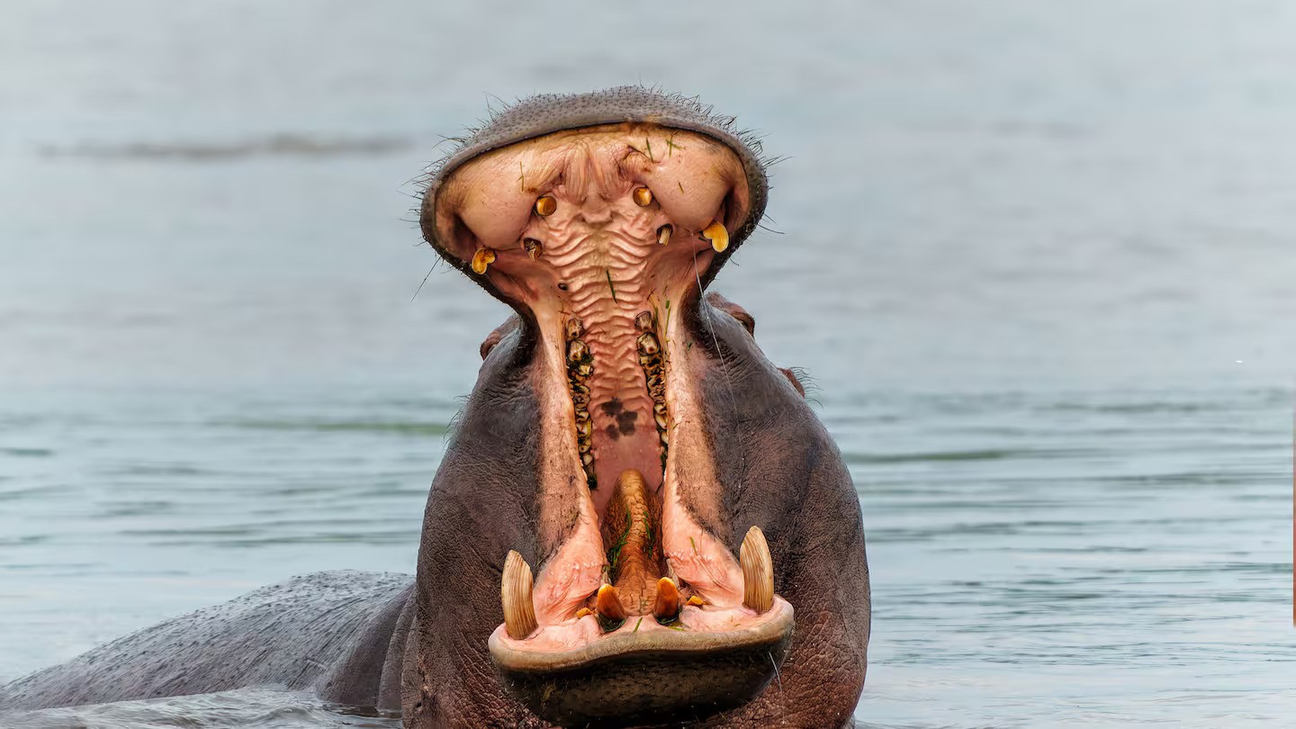 Billionaire's son offers to save Pablo Escobar's hippos