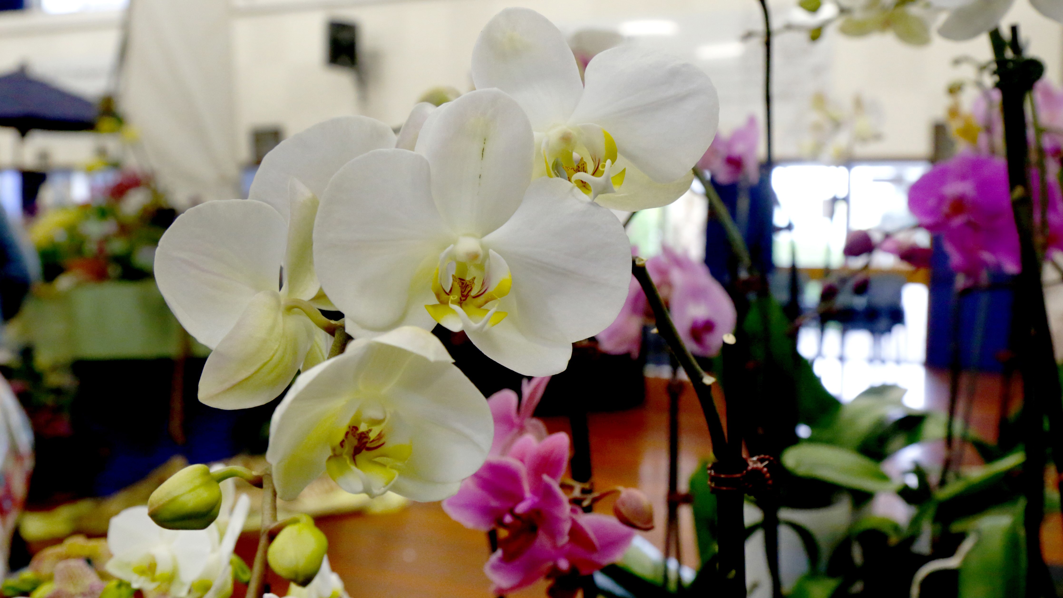Ruud Kleinpaste: Growing happy plants
