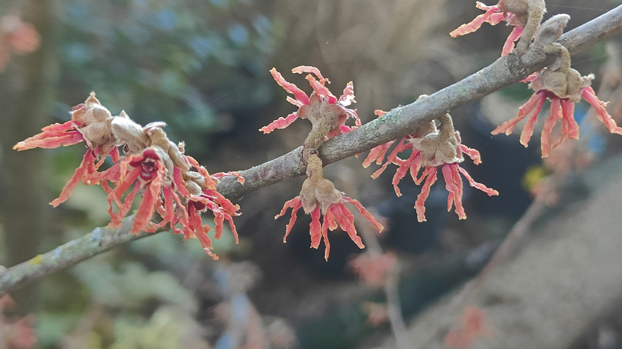 Ruud Kleinpaste: Looking for unexpected winter beauty